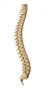 Chiropractor 